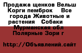 Продажа щенков Вельш Корги пемброк  - Все города Животные и растения » Собаки   . Мурманская обл.,Полярные Зори г.